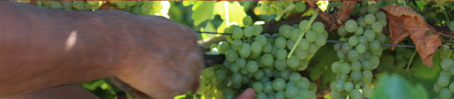 Un hombre cortando la uva en vendimia para posteriormente elaborar el vino